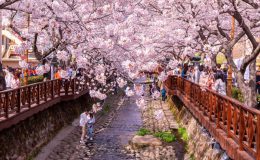 Hàn Quốc mùa xuân