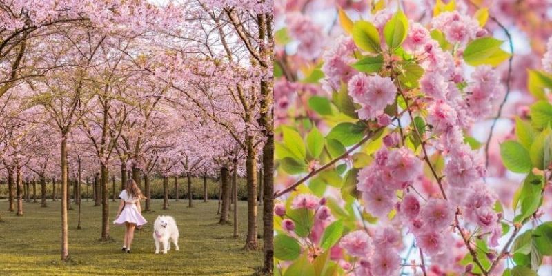 Những cánh hoa anh đào rực rỡ trong nắng tại Berlin, Đức