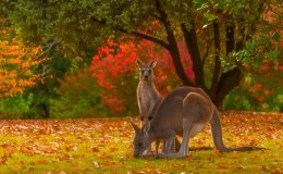 Ngắm nhìn mùa thu rực vàng nước Úc