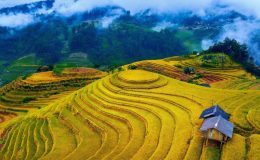 Mùa vàng Yên Bái - Bức tranh thiên nhiên rực rỡ