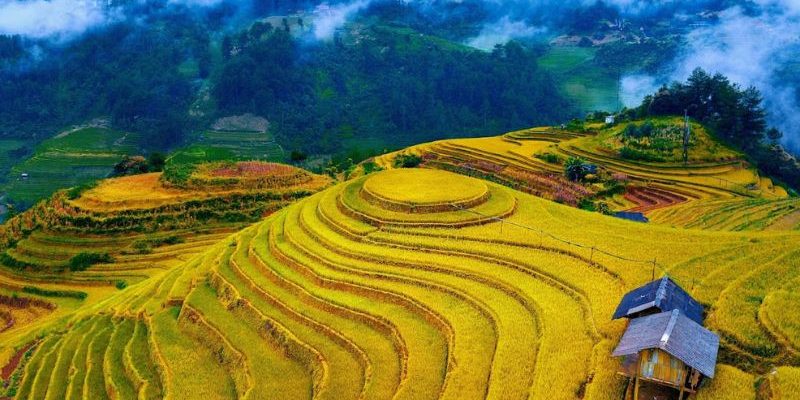 Mùa vàng Yên Bái - Bức tranh thiên nhiên rực rỡ