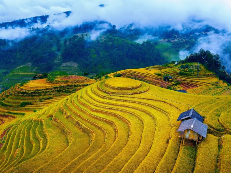 Mùa vàng Yên Bái - Bức tranh thiên nhiên rực rỡ Mùa vàng Yên Bái - Bức tranh thiên nhiên rực rỡ