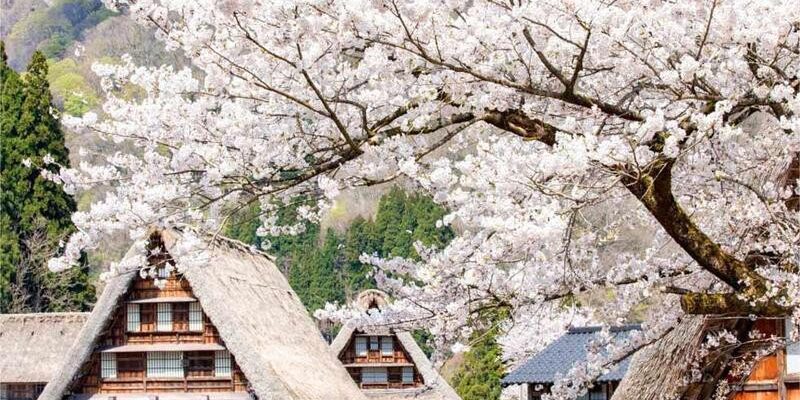 Hoa anh đào Shirakawa-go với vẻ đẹp nhẹ nhàng và trong trẻo
