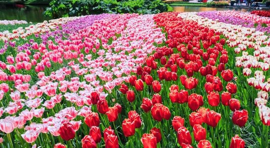 Vườn hoa tulip rực rỡ sắc màu ở Hà Lan