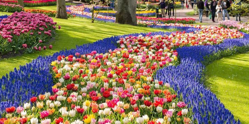 Bước đến châu Âu - cảm nhận vẻ đẹp mùa hoa tulip