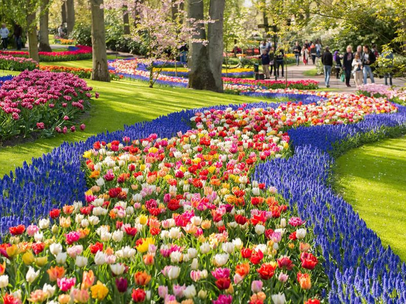 Bước đến châu Âu - cảm nhận vẻ đẹp mùa hoa tulip