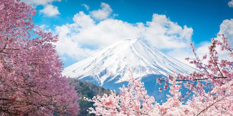 Vì sao nên ngắm anh đào view núi Phú Sĩ một lần trong đời?