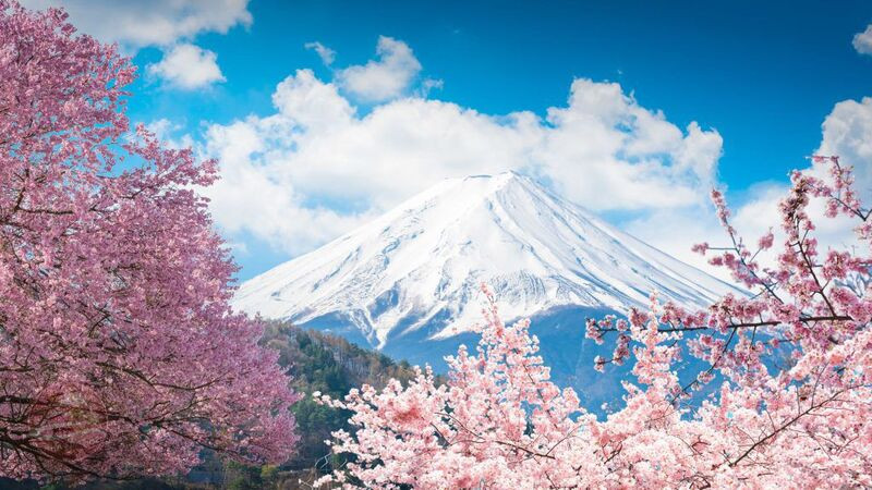 Vì sao nên ngắm anh đào view núi Phú Sĩ một lần trong đời?