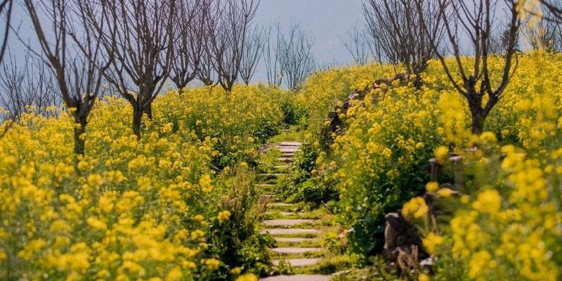 Mùa hoa cải Sapa từ tháng 2 đến cuối tháng 3