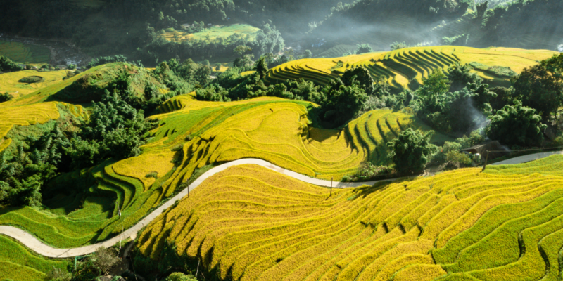 Sapa mùa lúa chín tháng 10 rực rỡ