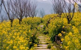 Mùa hoa cải Sapa từ tháng 2 đến cuối tháng 3